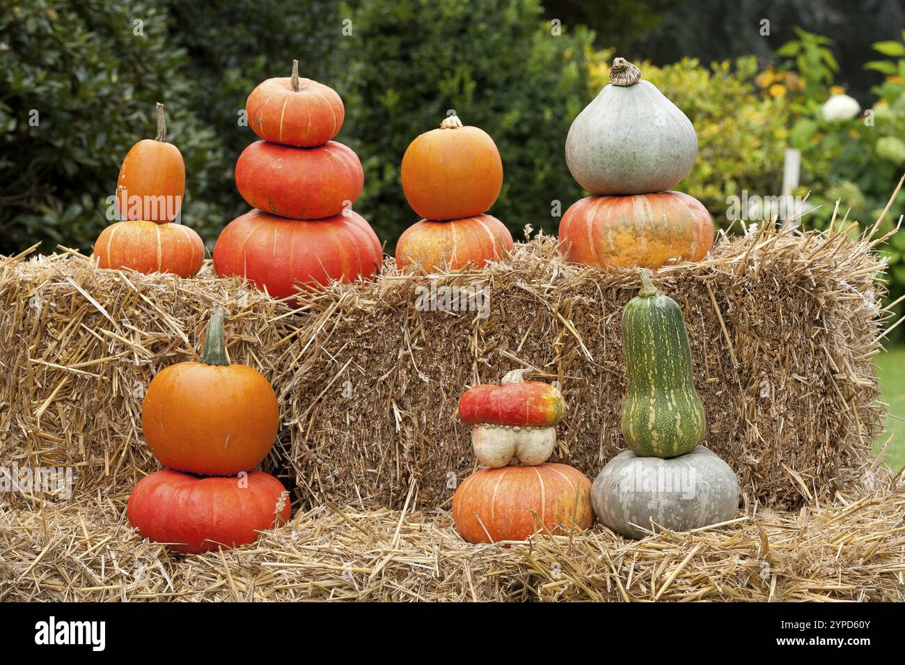Citrouilles colorées empilées en pyramides sur des balles de paille à l'extérieur pour la décoration d'automne, borken, muensterland, allemagne Banque D'Images