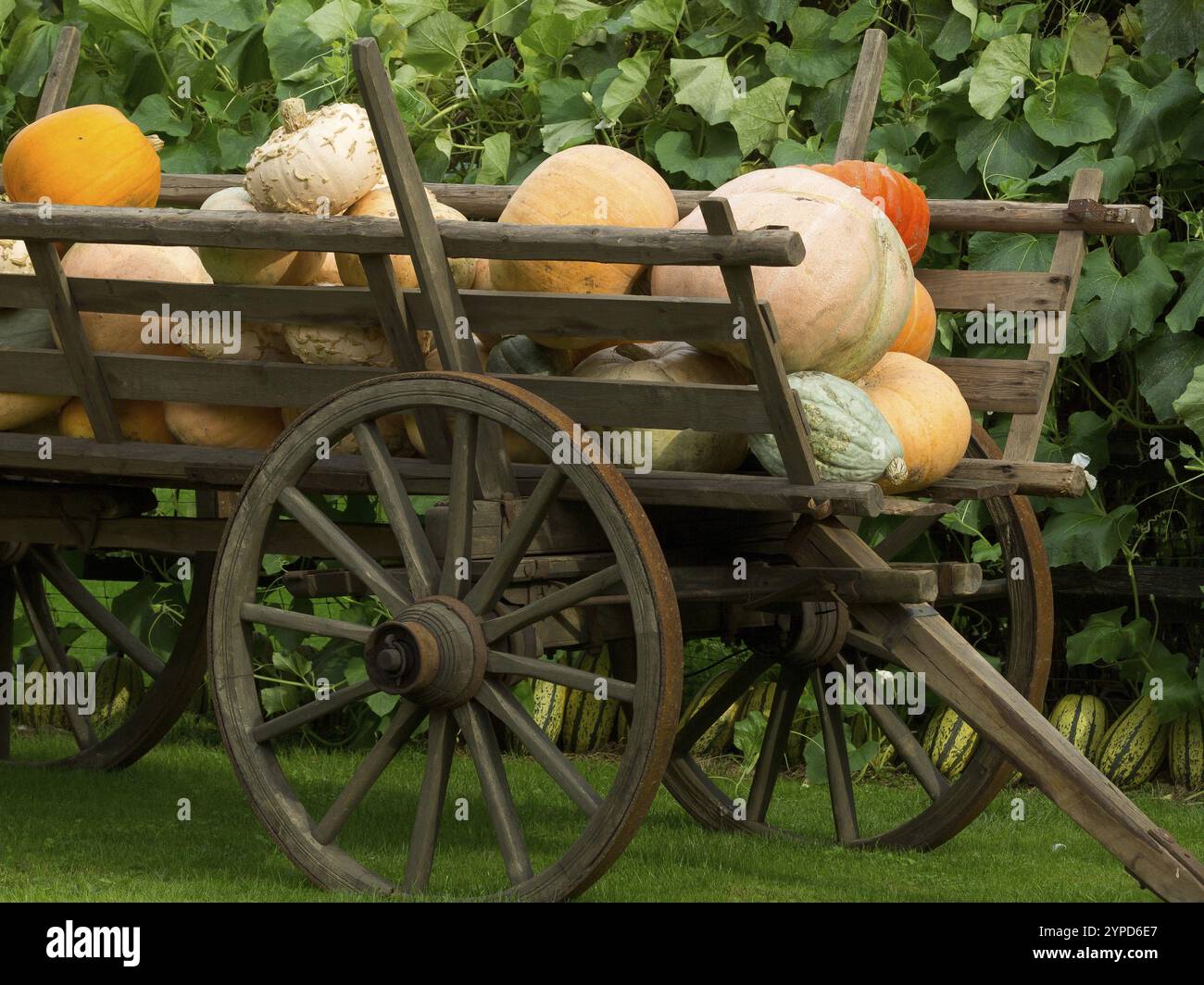 Diverses citrouilles allongées sur un vieux chariot en bois à l'extérieur, borken, muensterland, allemagne Banque D'Images