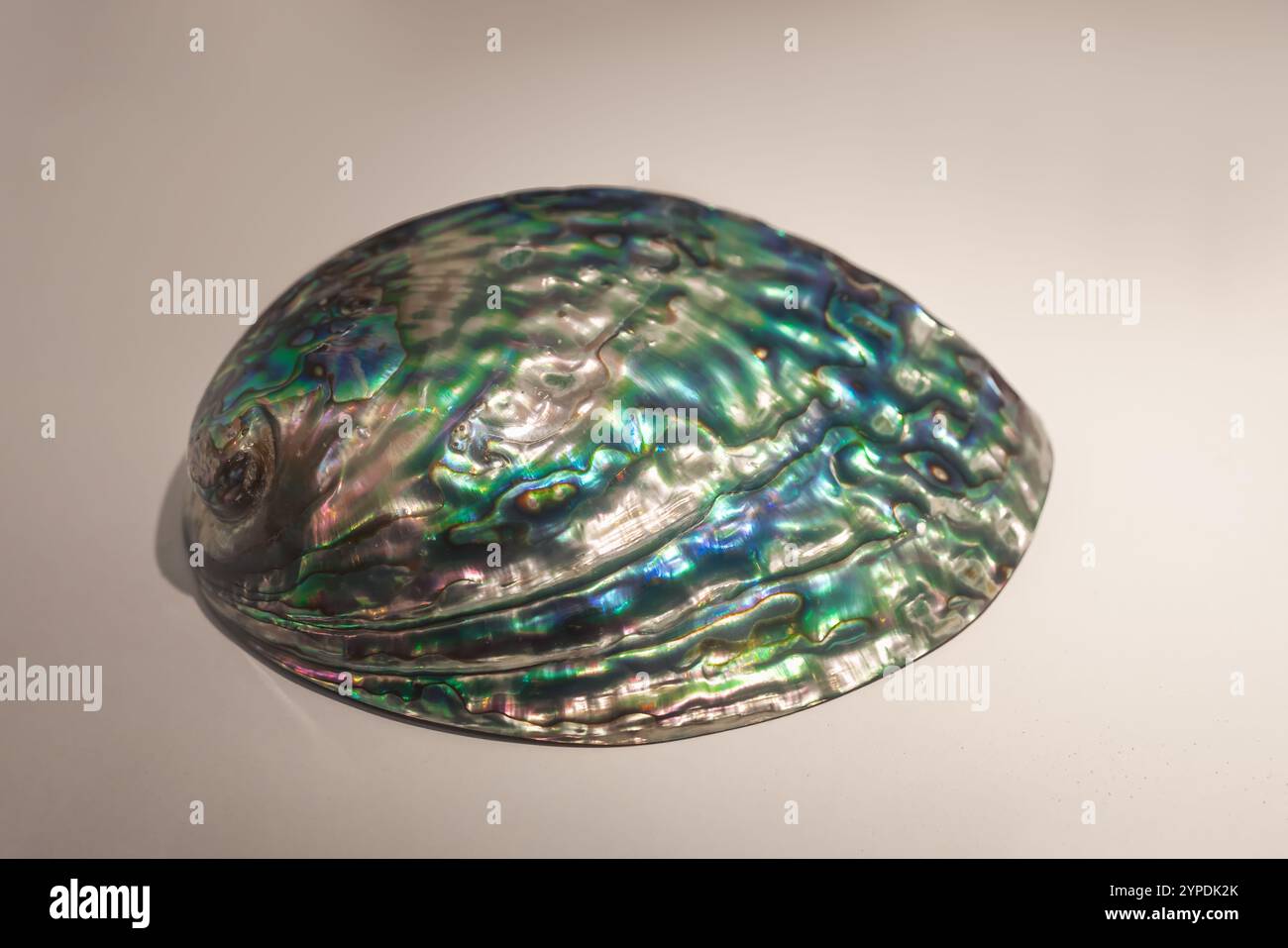 Coquille d'abbalone arc-en-ciel (Haliotis iris) Banque D'Images