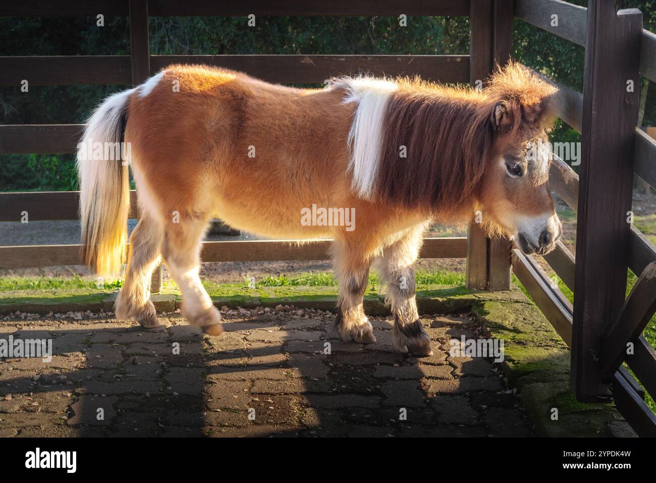 Poney - cheval miniature (Equus ferus caballus) Banque D'Images