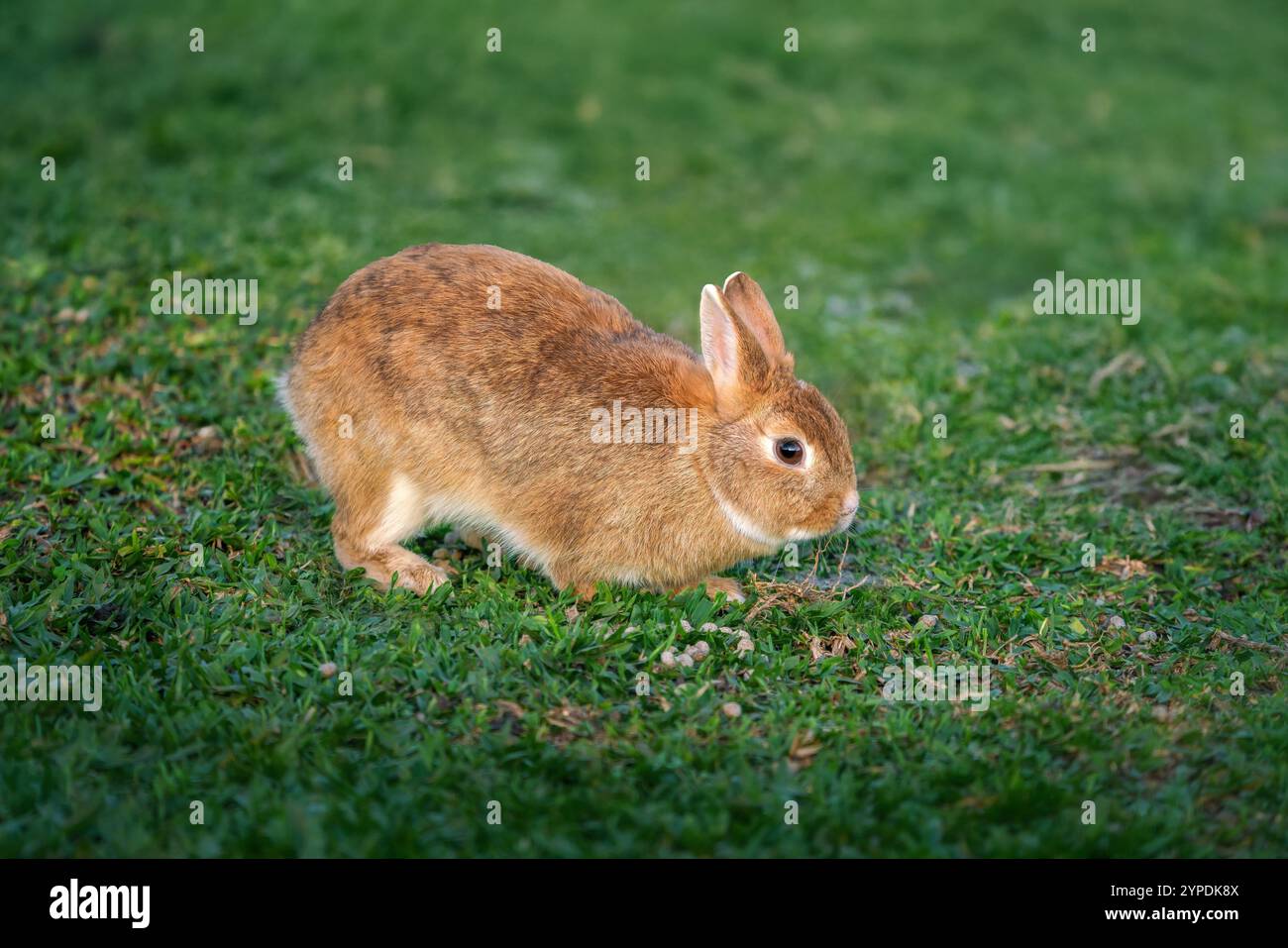 Lapin domestique - lapin nain des pays-Bas Banque D'Images