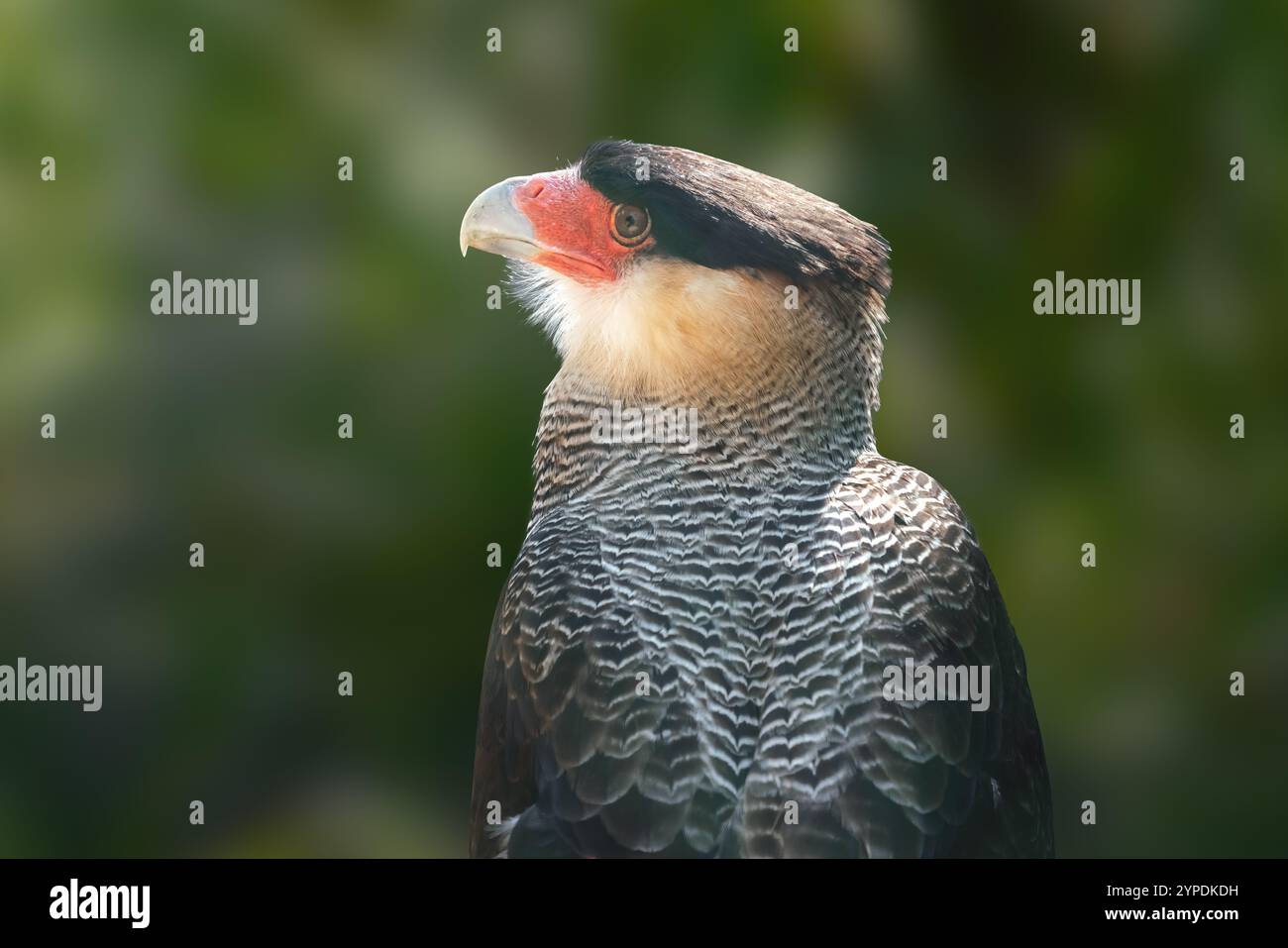 Caracara huppé (Caracara plancus) Banque D'Images