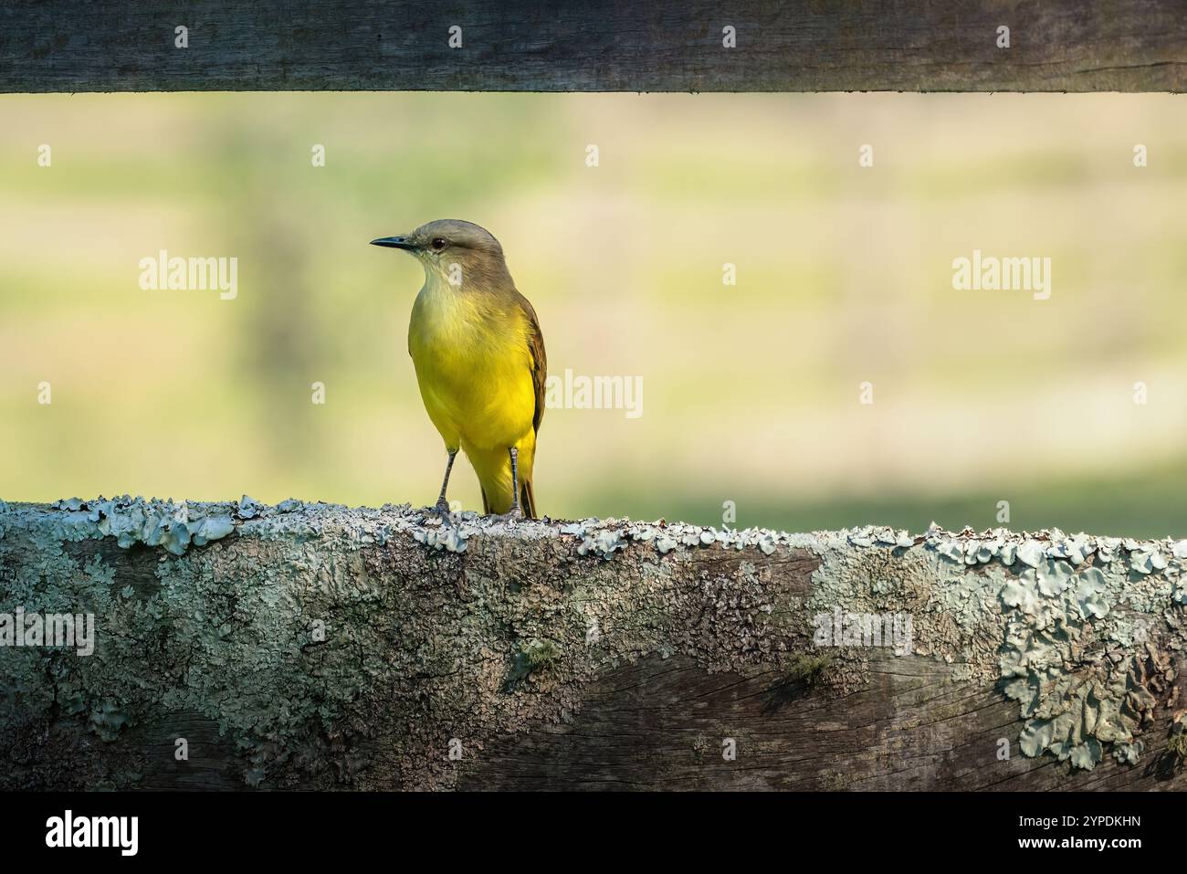Tyran bovin (Machetornis rixosa) Banque D'Images
