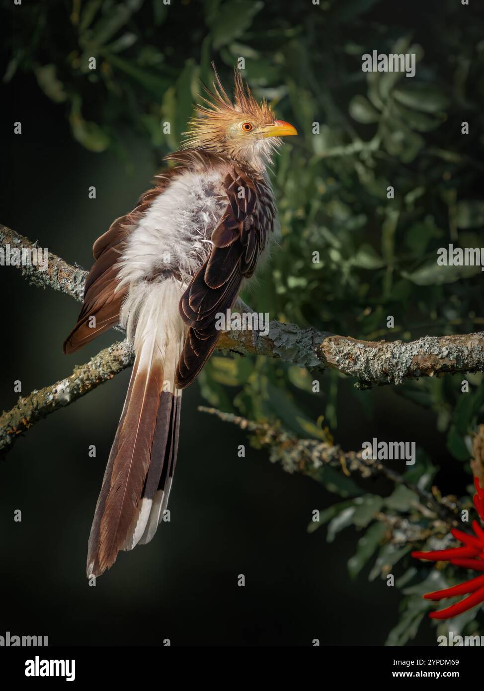 Guira Cuckoo oiseau (Guira guira) Banque D'Images