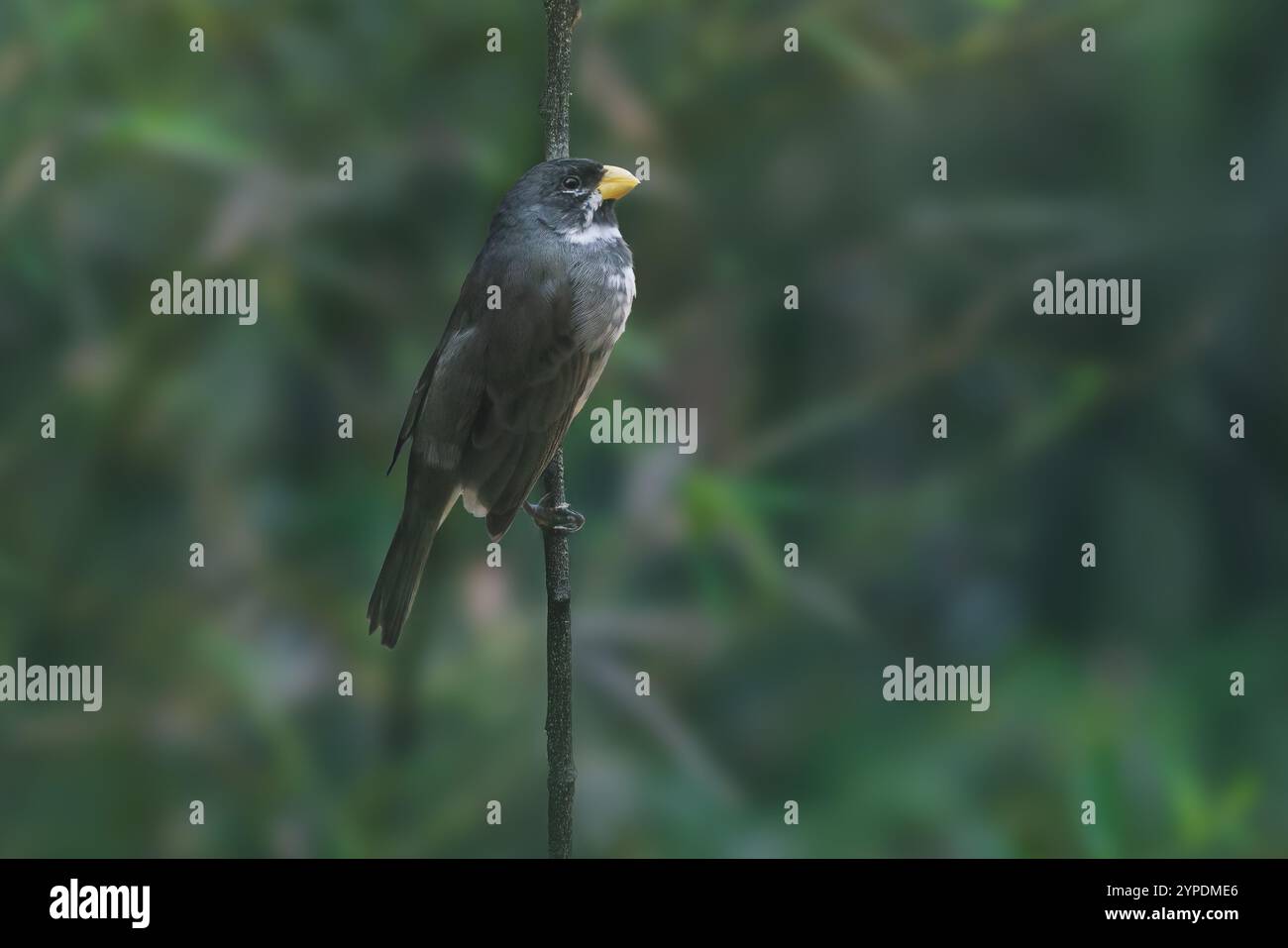 Oiseau Seedeater à double col (Sporophila caerulescens) Banque D'Images
