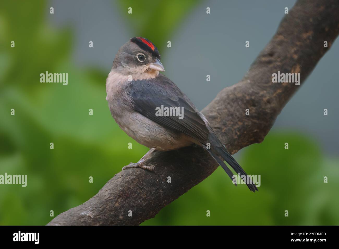Finlandais pilé gris (Coryphospingus pileatus) Banque D'Images