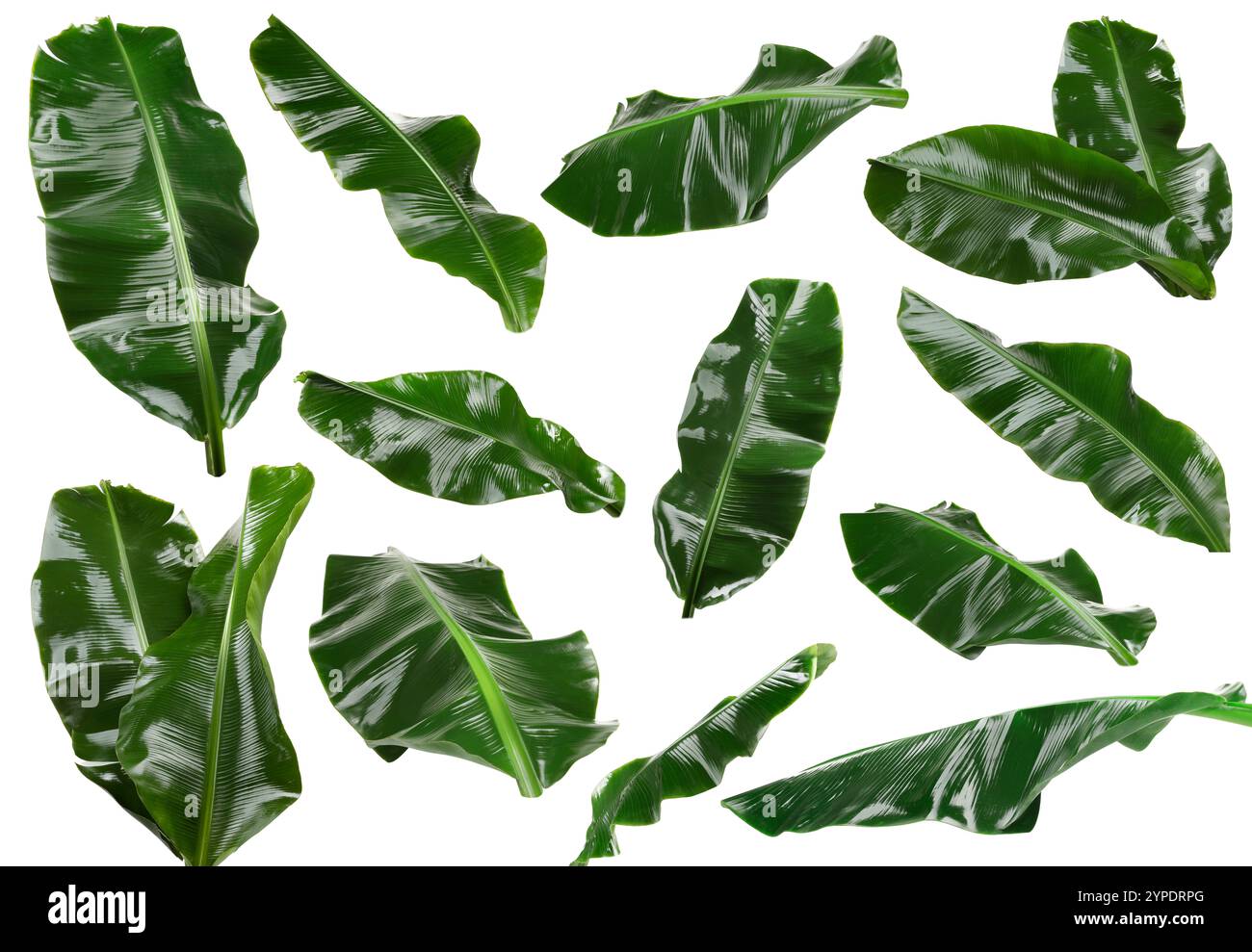 Feuilles de banane vert vif isolées sur blanc, serties Banque D'Images