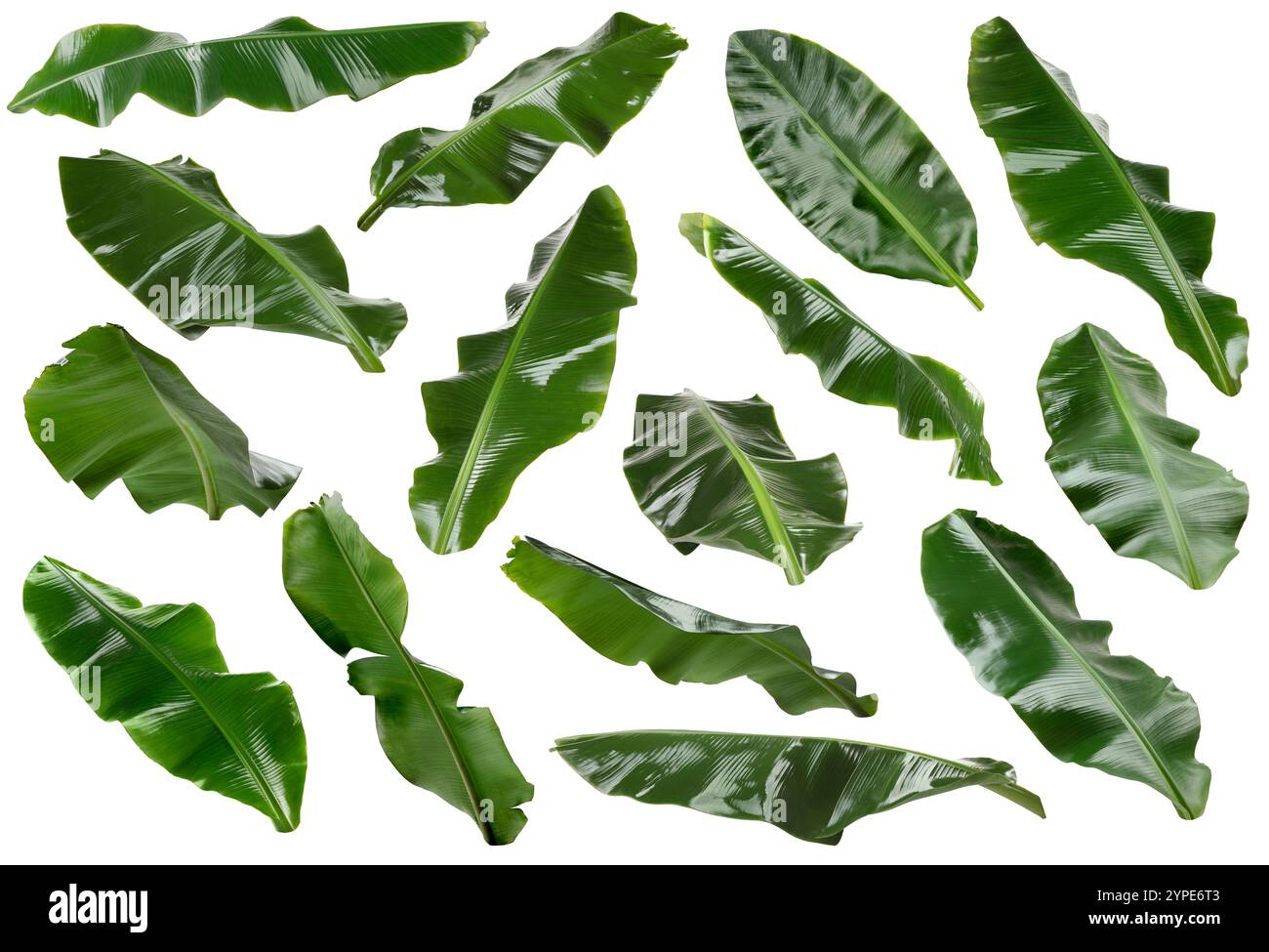 Feuilles de banane vert vif isolées sur blanc, serties Banque D'Images