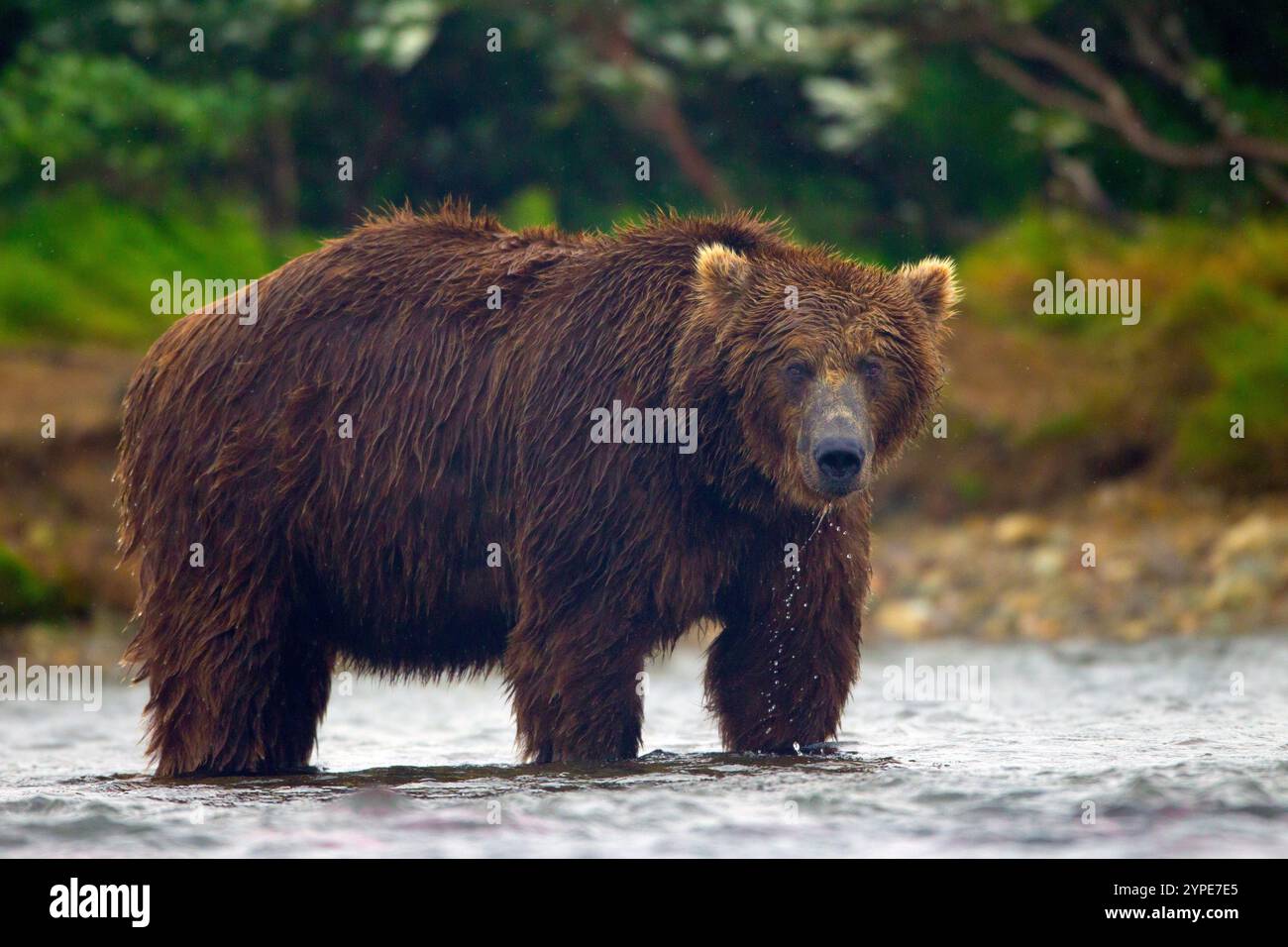 Big Beautiful Alaska Brown Bear in River Banque D'Images