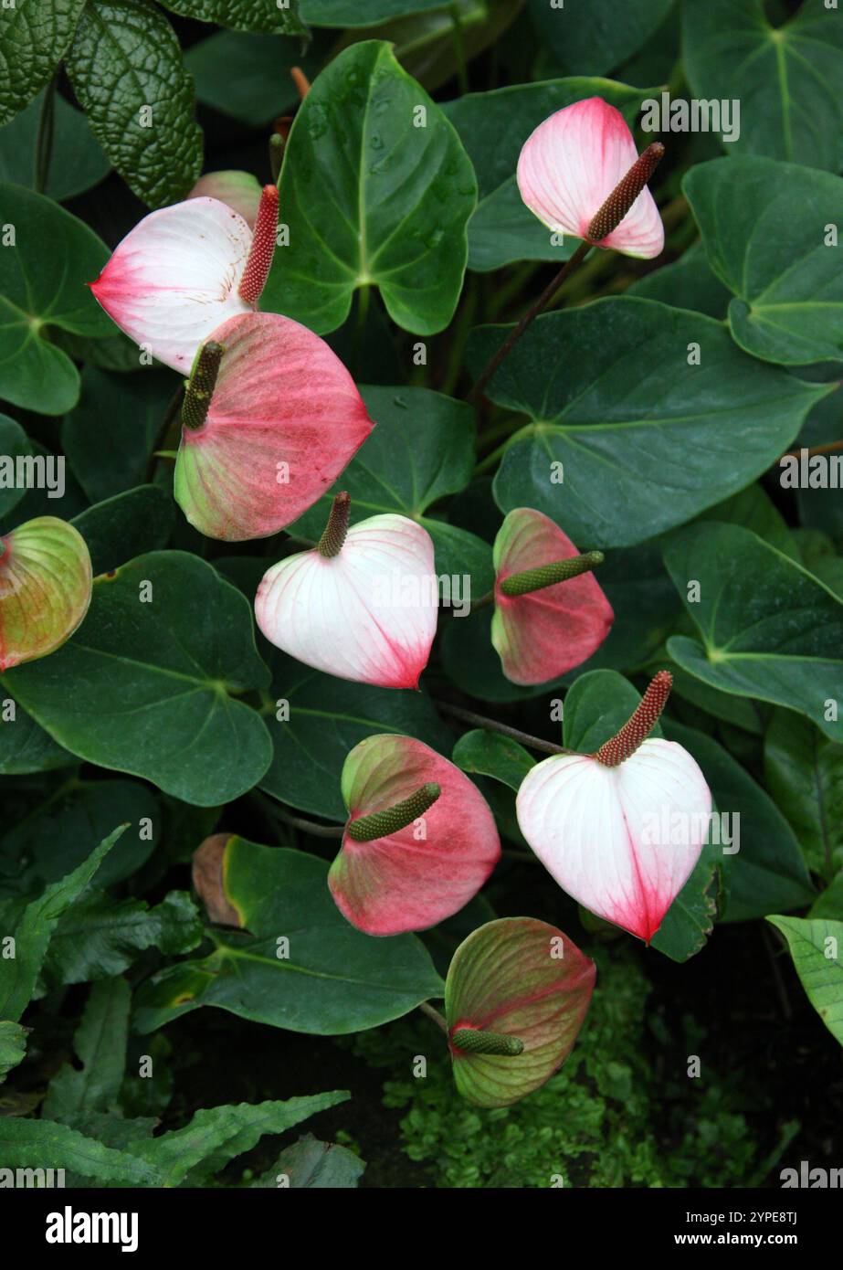 Flamingo Flower, Tailflower, Painter's palette, Oilfabric Flower, ou Laceleaf, Anthurium andraeanum, Araceae. Colombie et Équateur, Amérique du Sud. Banque D'Images