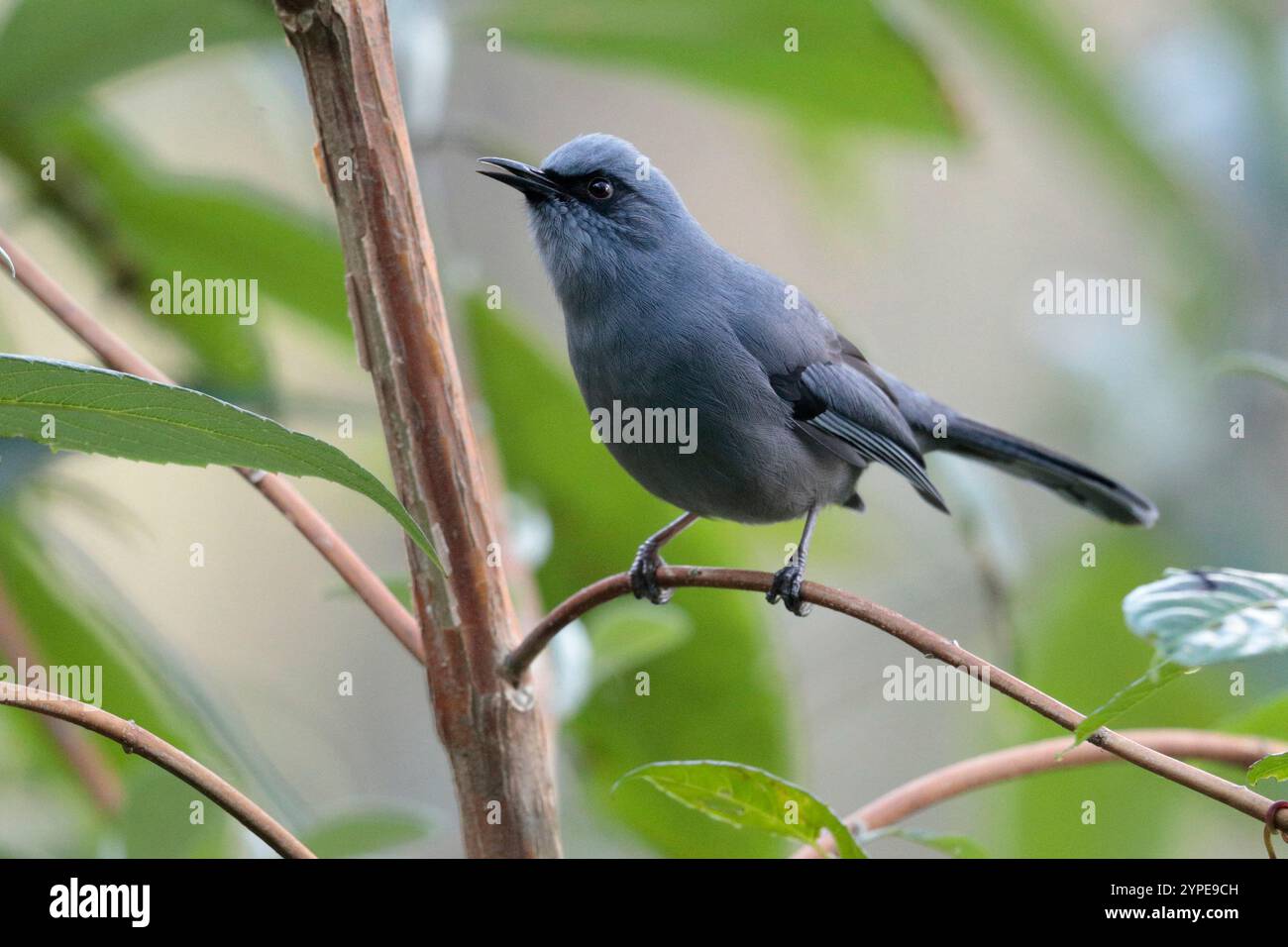 Belle Sibia (Heterophasia pulchella), perchée, Gaoligong Shan, sud-ouest du Yunnan, Chine (hiver) Banque D'Images