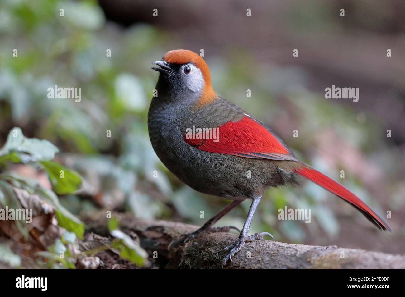 Vue latérale du rire à queue rouge (Trochalopteron milnei), sauvage, mais attiré par la station d'alimentation, Gaoligong Shan, sud-ouest du Yunnan, Chine hiver Banque D'Images