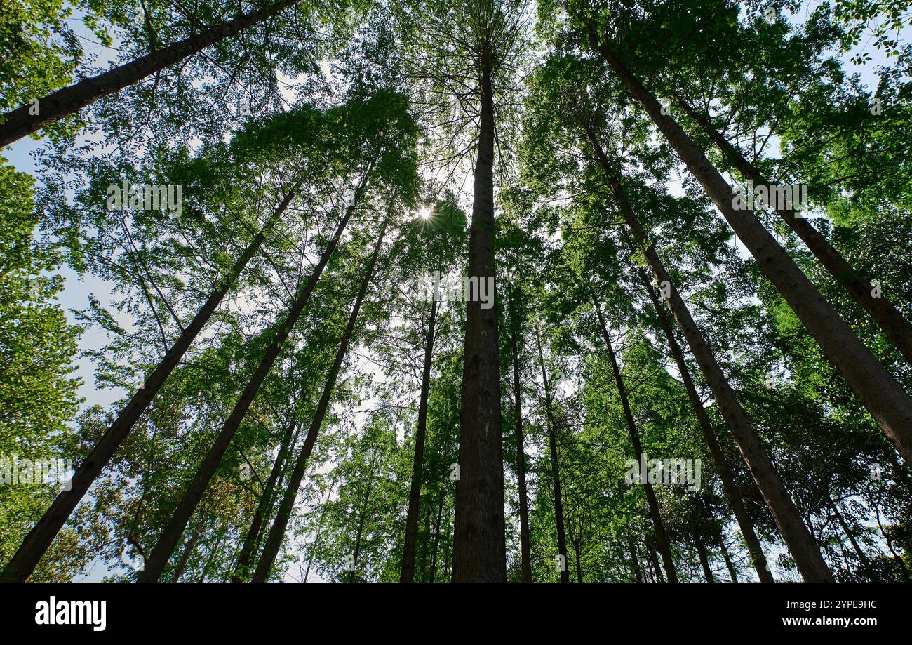 Regardant la forêt dense d'un angle bas, le soleil brille à travers les feuilles Banque D'Images
