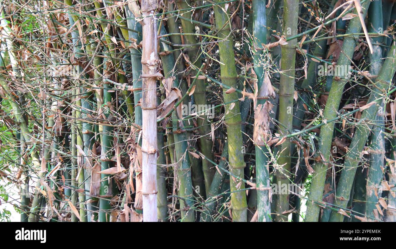 Dense grappe de tiges de bambou vert dans un cadre naturel Banque D'Images