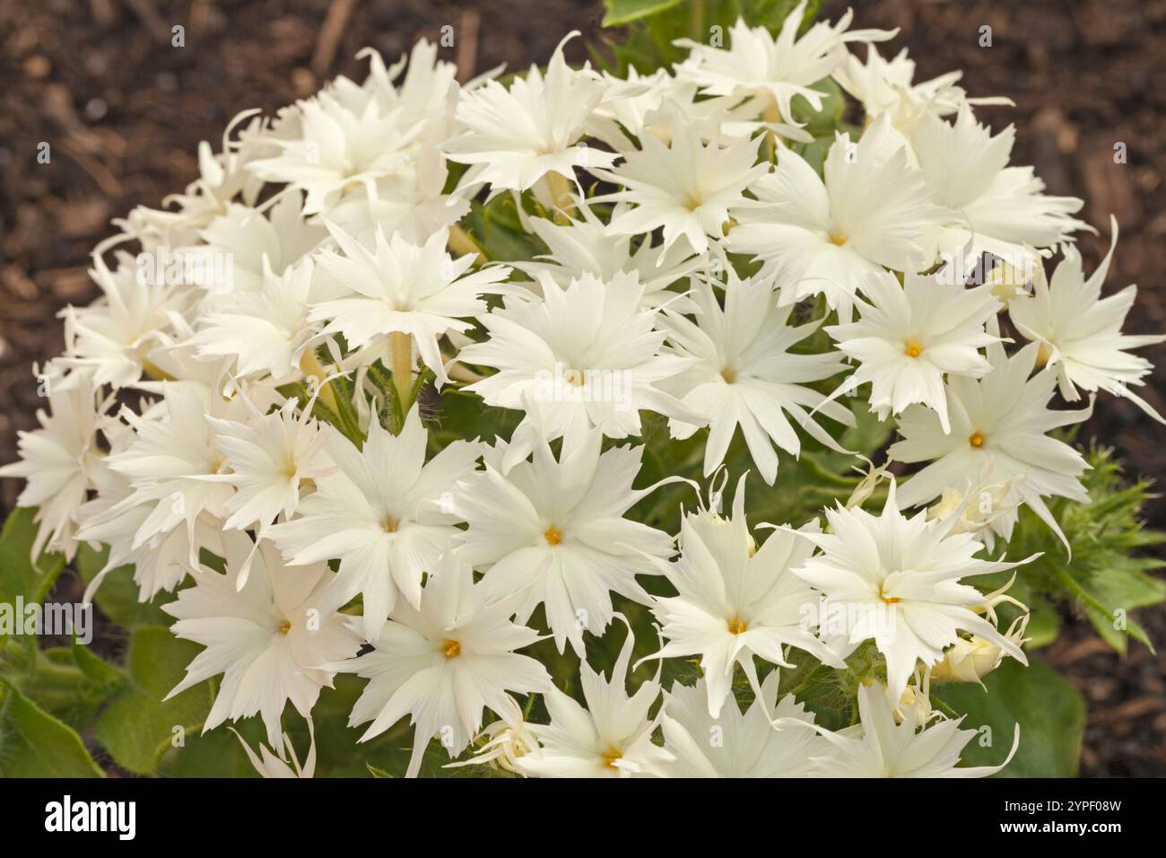 Phlox drummondii 'Popstars', literie naine phlox, blanc Banque D'Images
