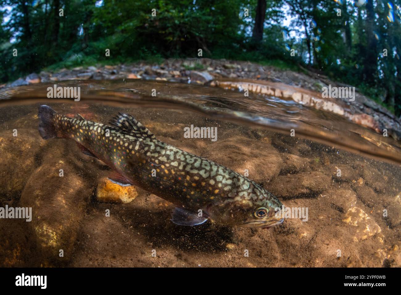 Truite de fontaine (Salvelinus fontinalis) dans l'eau propre d'une rivière d'eau douce dans les montagnes Blue Ridge de l'ouest de la Caroline du Nord, États-Unis. Banque D'Images