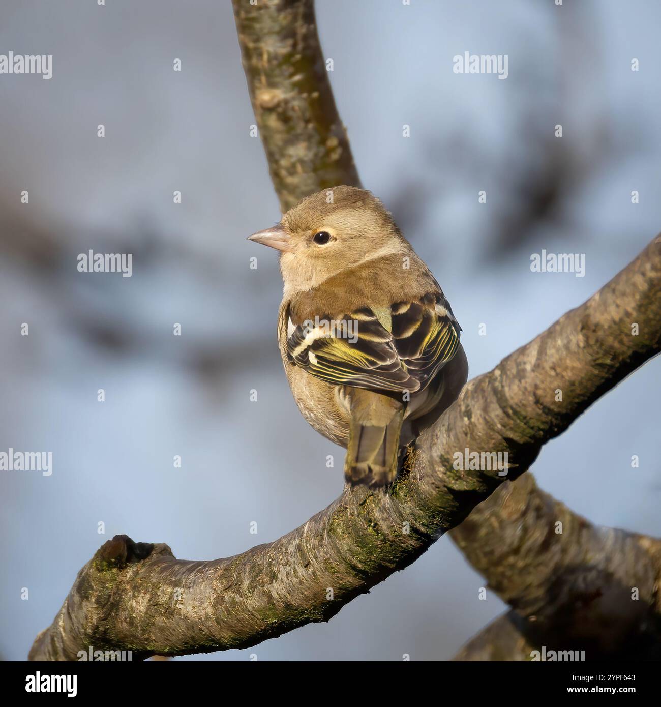 la chaffinière femelle est perchée sur une branche. Elle regarde vers la gauche pour donner une vue de profil de sa tête. Il y a de l'espace pour copier le texte autour de l'oiseau Banque D'Images