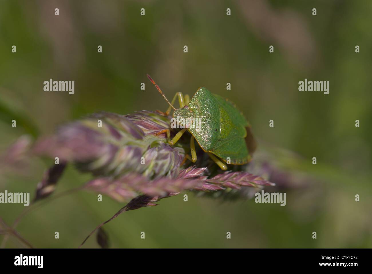 Un insecte du bouclier vert commun (Palomena prasina) sur une tête de fleur d'herbe. Banque D'Images