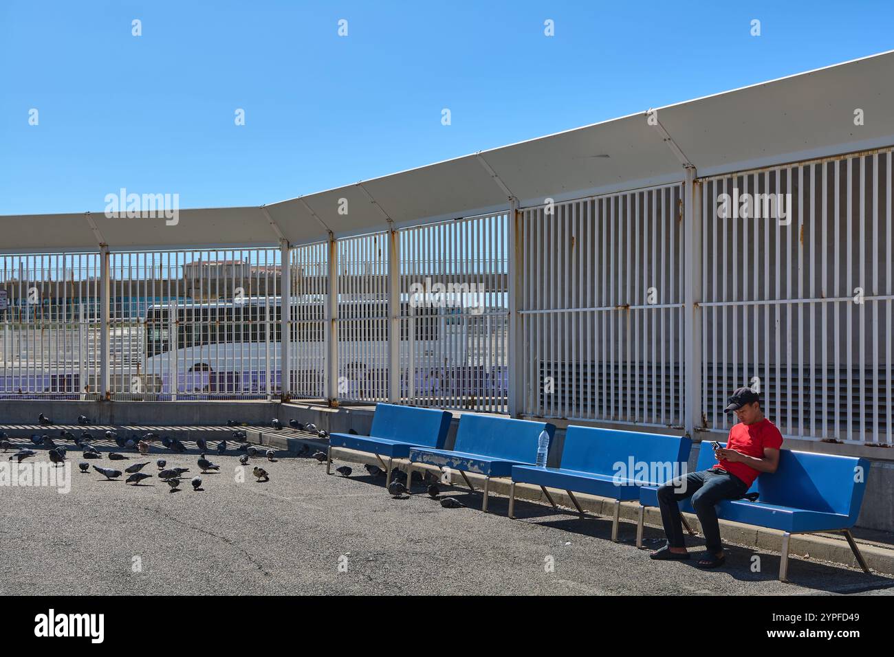 Marseille. France - 30 novembre 2024 : jeune adulte qui utilise son smartphone en attendant à l'arrêt de bus avec des pigeons Banque D'Images