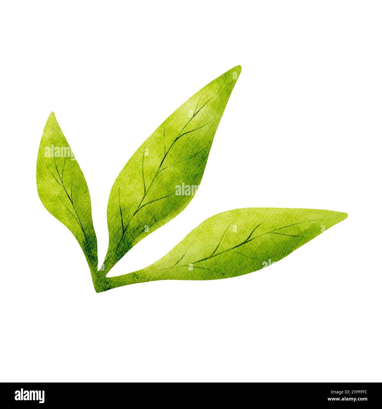 Feuilles d'aquarelle verte. Eléments floraux isolés. Banque D'Images