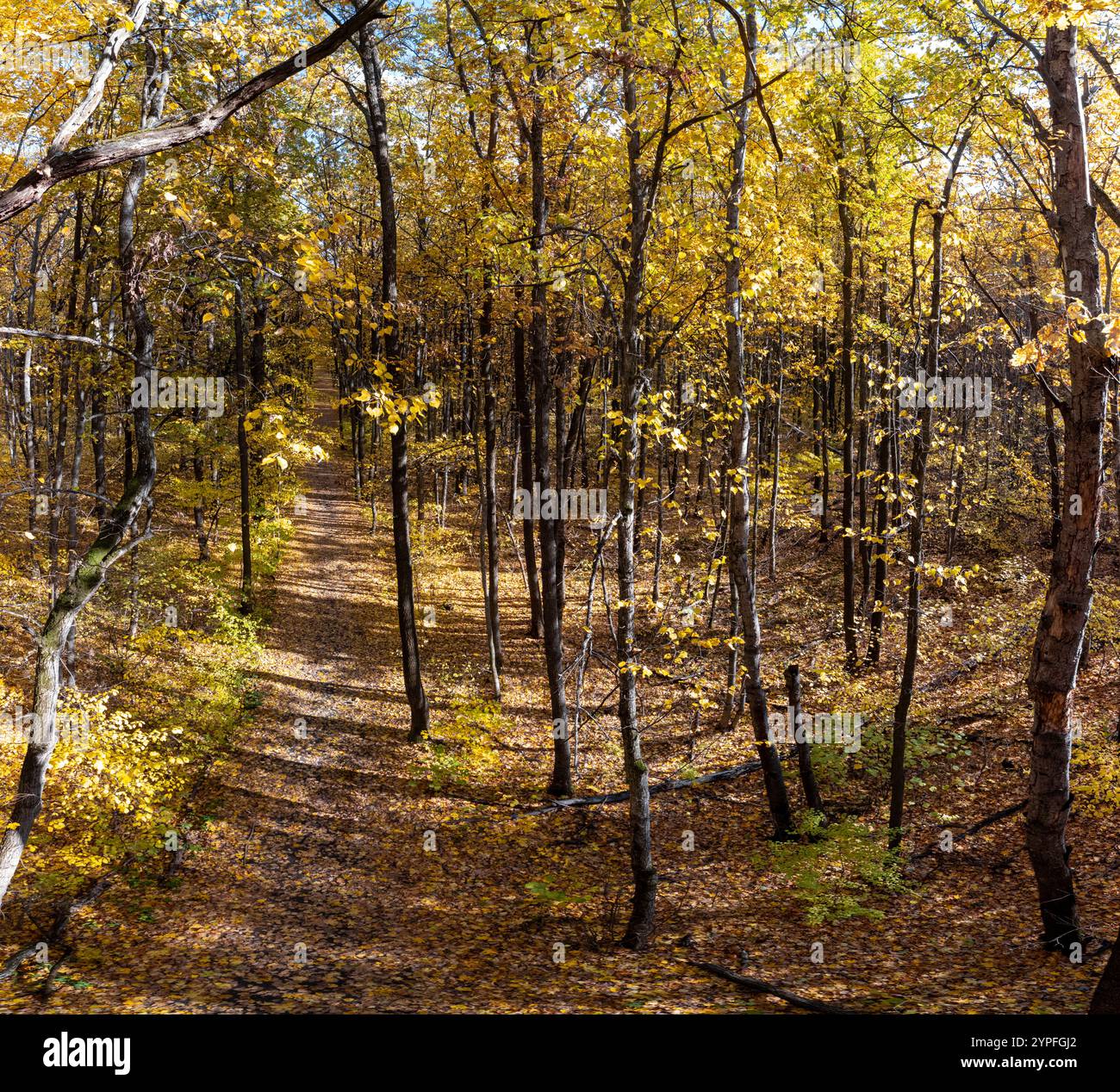 Forêt d'automne ensoleillée avec sentier de randonnée dans de grands arbres, panorama vibrant de la nature d'automne Banque D'Images
