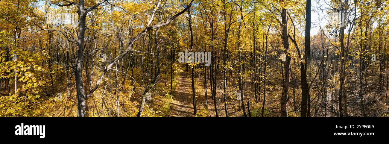 Forêt d'automne dorée avec de grands arbres et chemin le jour ensoleillé, panorama de la nature d'automne Banque D'Images