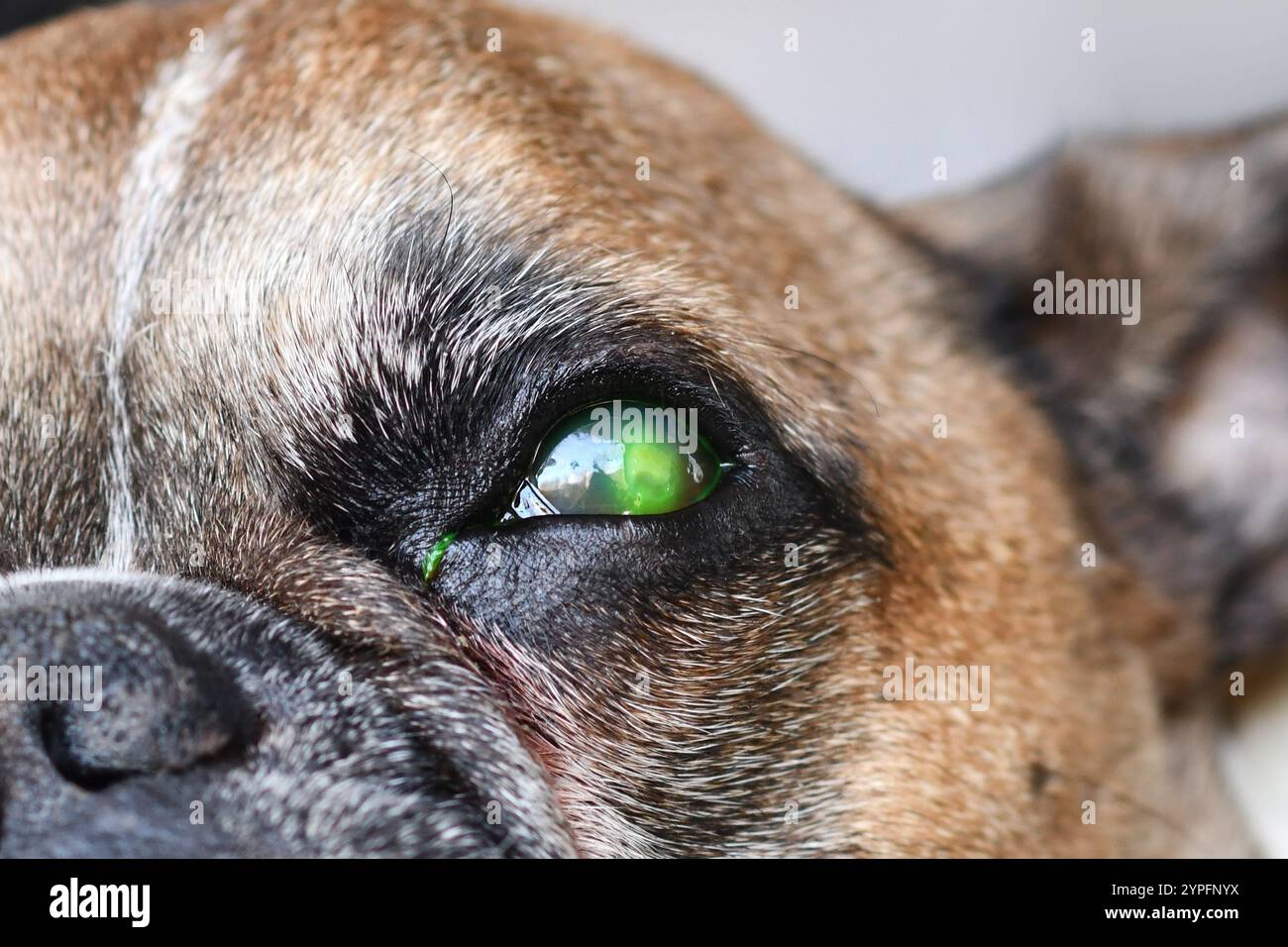 Gros plan de l'œil de chien avec blessure et liquide vert provenant d'un test médical au colorant fluorescéine pour détecter les lésions de l'ulcération cornéenne Banque D'Images