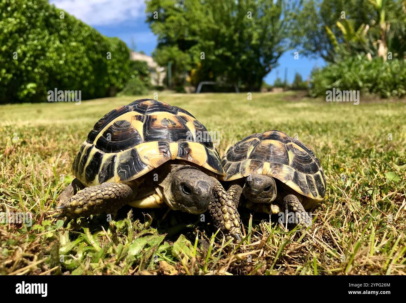 Terre tortue marchant dans le jardin tortue d'Hermann Banque D'Images