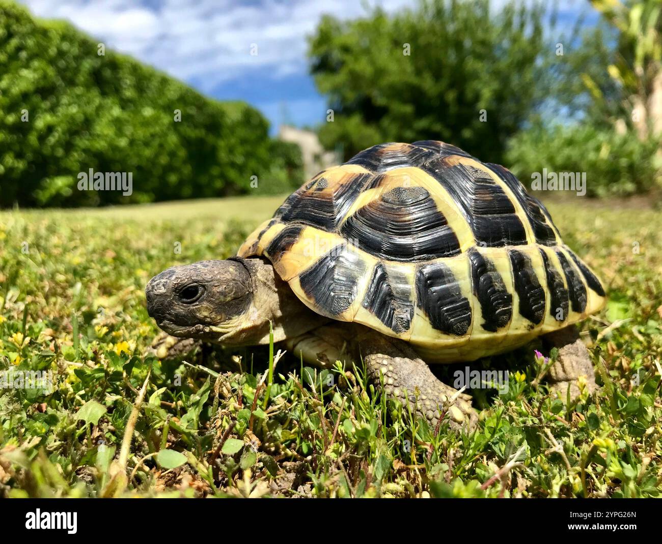 Terre tortue marchant dans le jardin tortue d'Hermann Banque D'Images
