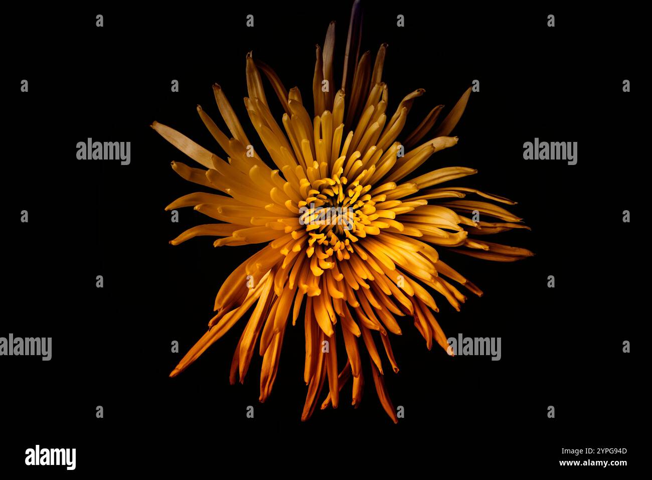 Fleur de chrysanthème orange vif et jaune sur fond noir foncé Banque D'Images