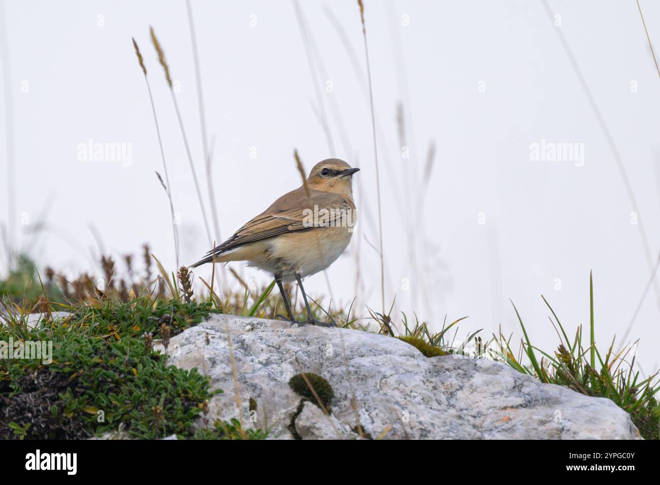 Un wheatear du nord debout sur un rocher dans les Alpes autrichiennes, jour nuageux en été Banque D'Images