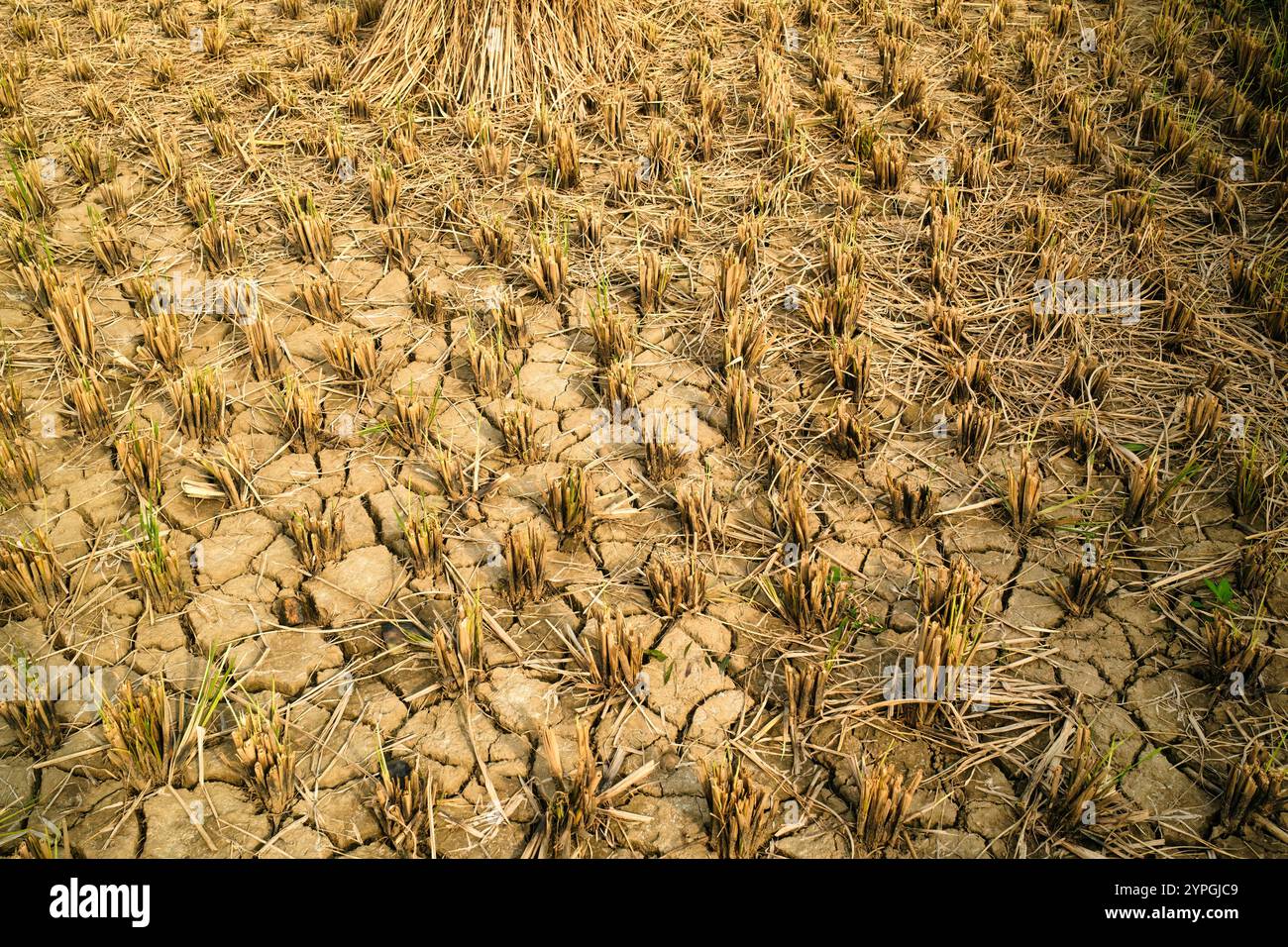 Le chaume de riz a été récolté dans des champs secs sur des terres agricoles à la campagne Banque D'Images