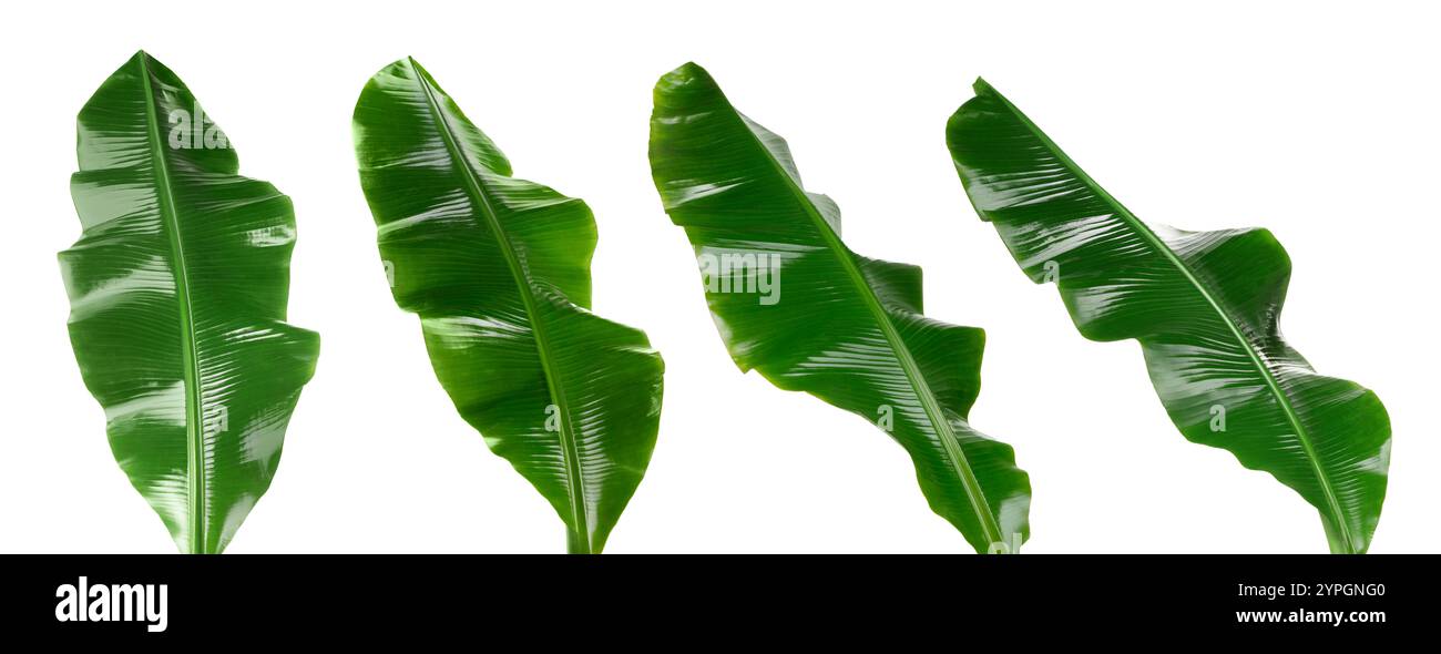 Feuilles de banane vert vif isolées sur blanc, serties Banque D'Images