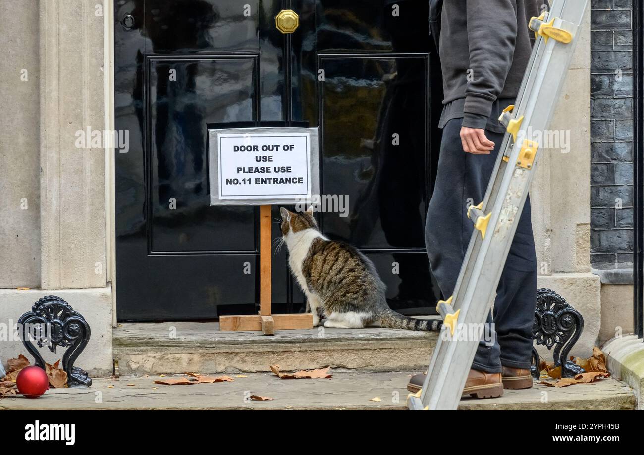 Larry le chat - Chef Mouser au Cabinet Office depuis 2011 - dans Downing Street alors que l'arbre de Noël est mis en place et ignorant la porte C. Banque D'Images