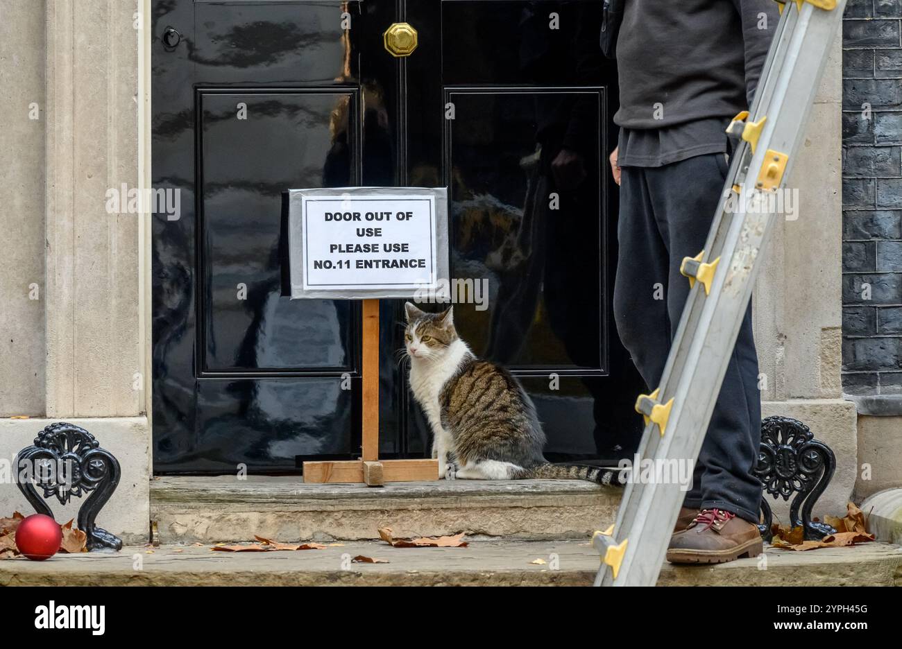 Larry le chat - Chef Mouser au Cabinet Office depuis 2011 - dans Downing Street alors que l'arbre de Noël est mis en place et ignorant la porte C. Banque D'Images