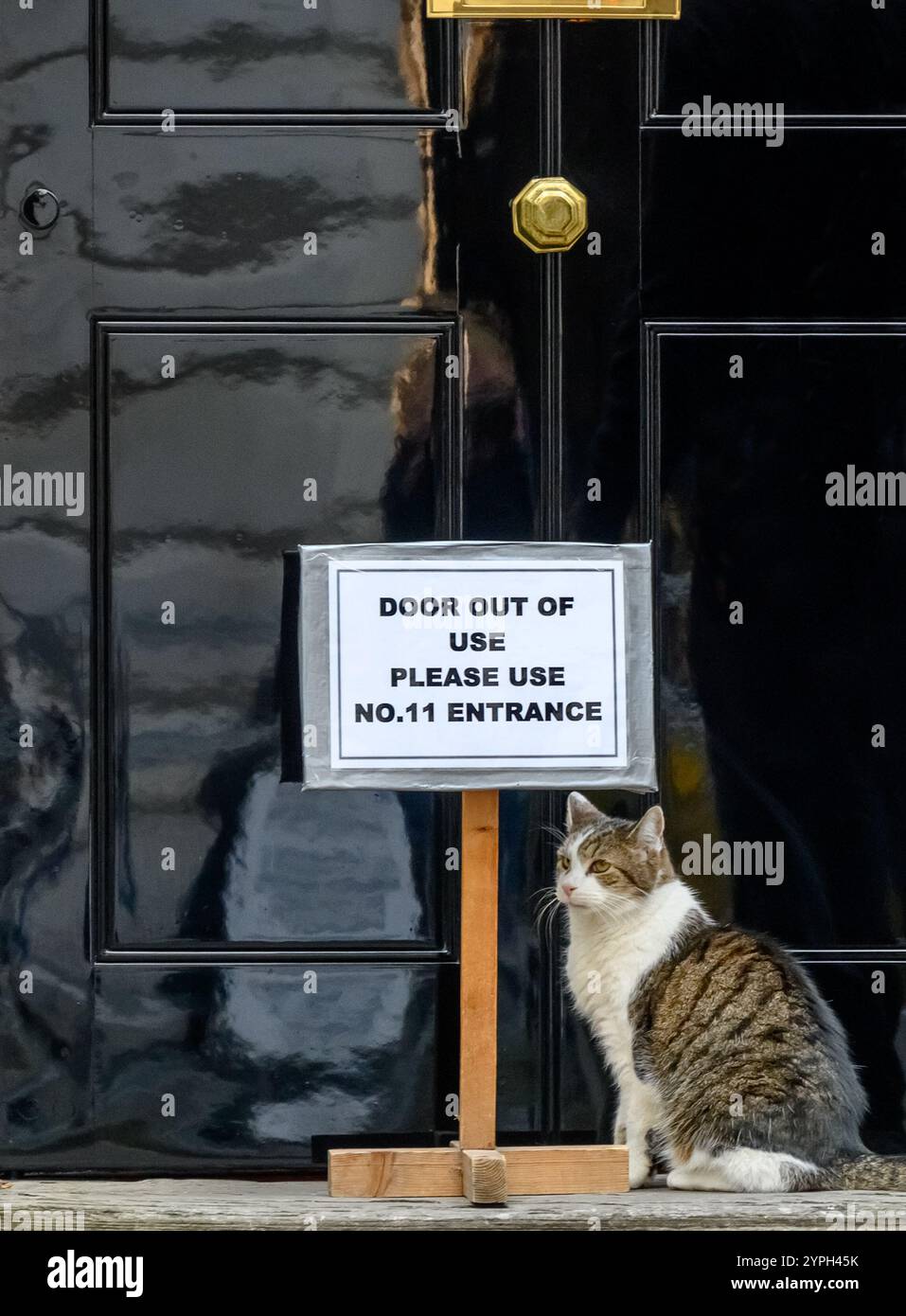 Larry le chat - Chef Mouser au Cabinet Office depuis 2011 - dans Downing Street alors que l'arbre de Noël est mis en place et ignorant la porte C. Banque D'Images