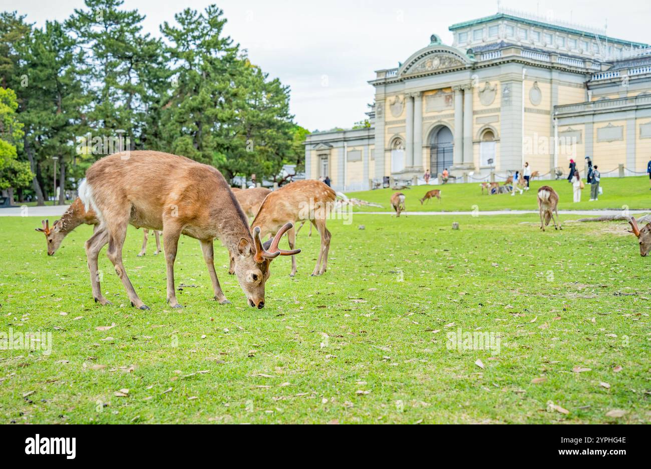 Cerfs Sika pâturant sur la prairie verte dans le parc de Nara, Japon. Banque D'Images