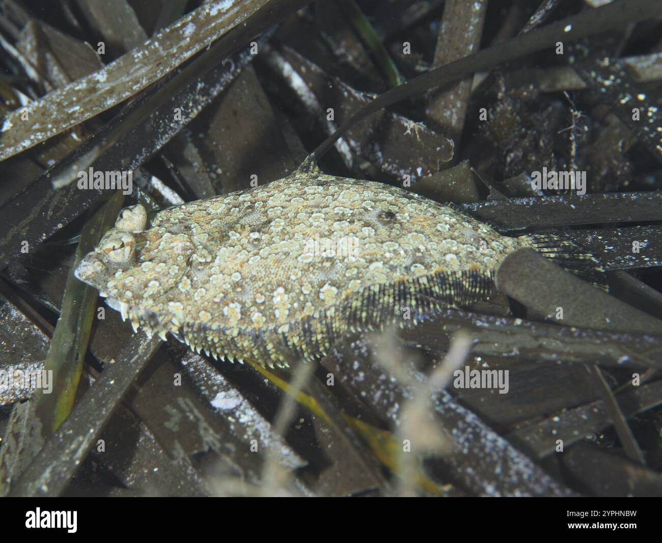 Turbot nain à plis, pot oculaire (Zeugopterus regius), bien camouflé entre les herbiers marins, l'herbe Neptune (Posidonia oceanica) sur le fond marin en th Banque D'Images