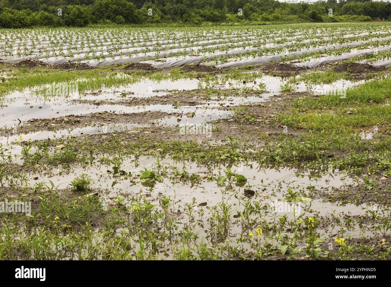 Jeunes cultures maraîchères protégées par des bâches en plastique poussant dans les champs inondées et endommagées par de fortes précipitations dues aux changements climatiques en été, Québec, CA Banque D'Images