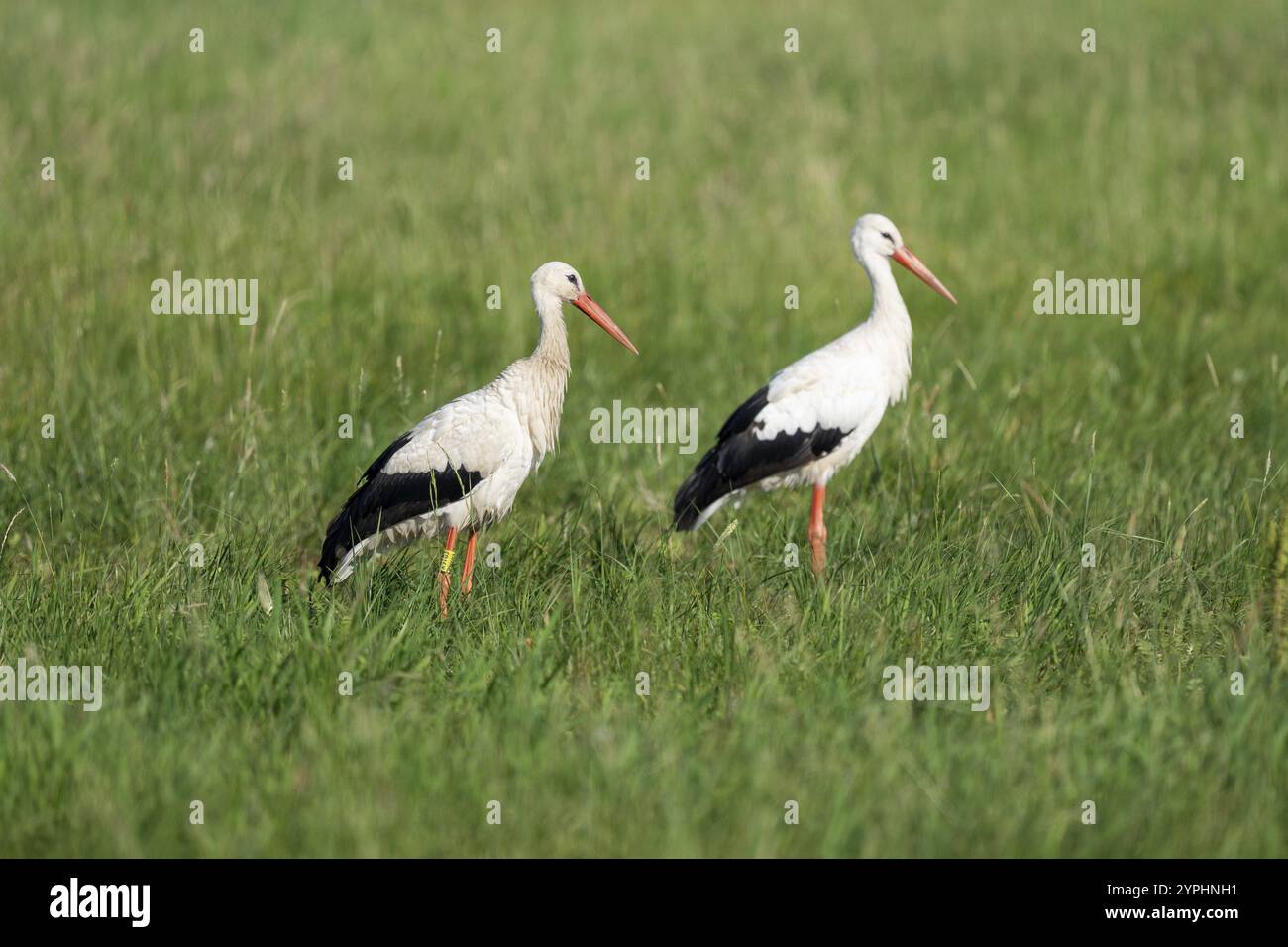 Cigognes blanches (Ciconia ciconia) debout dans un pré, Basse-Saxe, Allemagne, Europe Banque D'Images