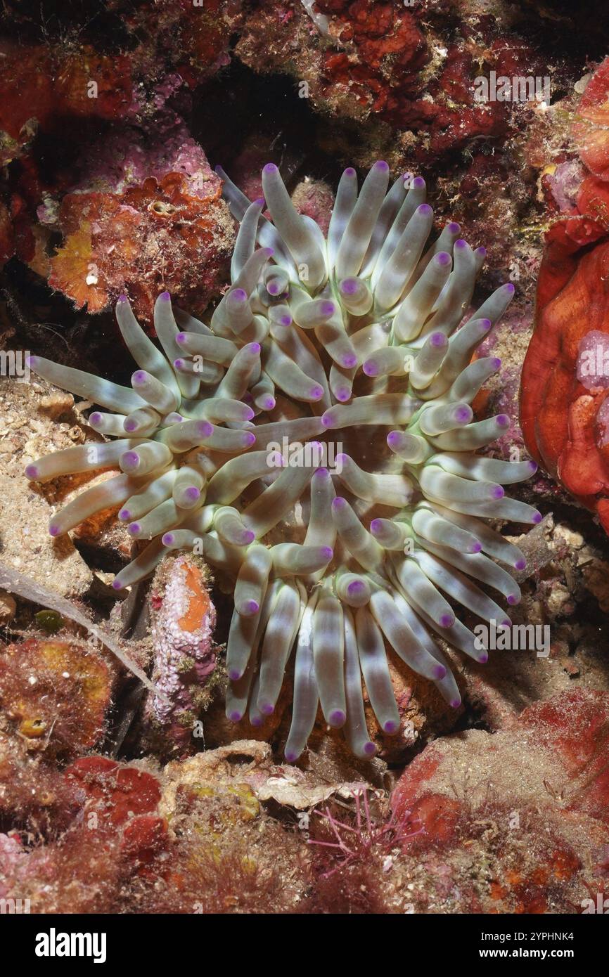 Anémone de mer aux pointes violettes et tentacules verts, roche rocheuse (Cribrinopsis crassa), sur le récif en Méditerranée près de Hyères. Site de plongée L'anse aux Banque D'Images