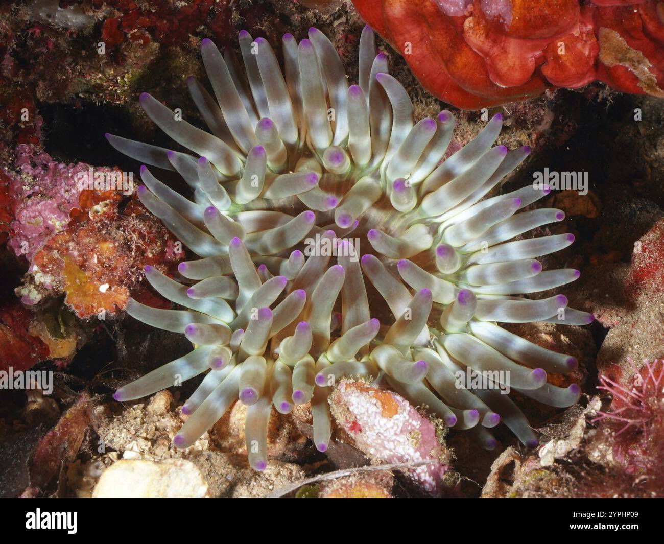 Anémone de mer aux pointes violettes et tentacules verts, roche rocheuse (Cribrinopsis crassa), dans un paysage sous-marin dans la mer Méditerranée près de Hyères. Div Banque D'Images