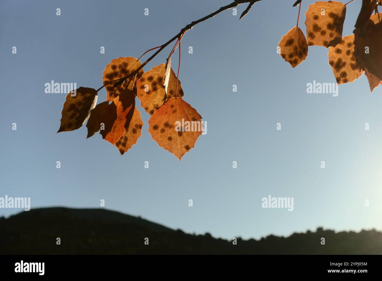Feuilles d'automne avec des taches sombres contre le ciel au coucher du soleil dans Etna Park, Sicile, Italie Banque D'Images