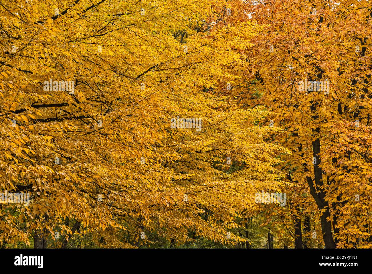 Branches d'arbres dans le parc Łazienki, automne, Varsovie, Pologne Banque D'Images