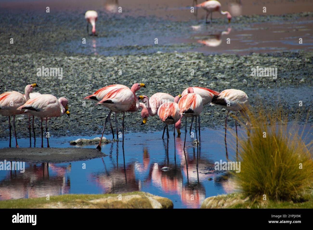 Flamants roses andins debout près des rives colorées d'un lagon de haute altitude en Bolivie, mettant en valeur la faune unique et l'écosystème dynamique de la région Banque D'Images