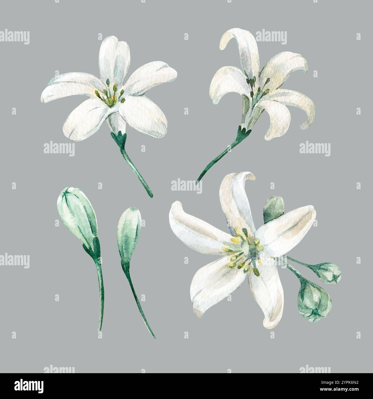 Fleurs d'agrumes isolées sur fond gris. Fleur de mandarine à l'aquarelle dessinée à la main. Banque D'Images