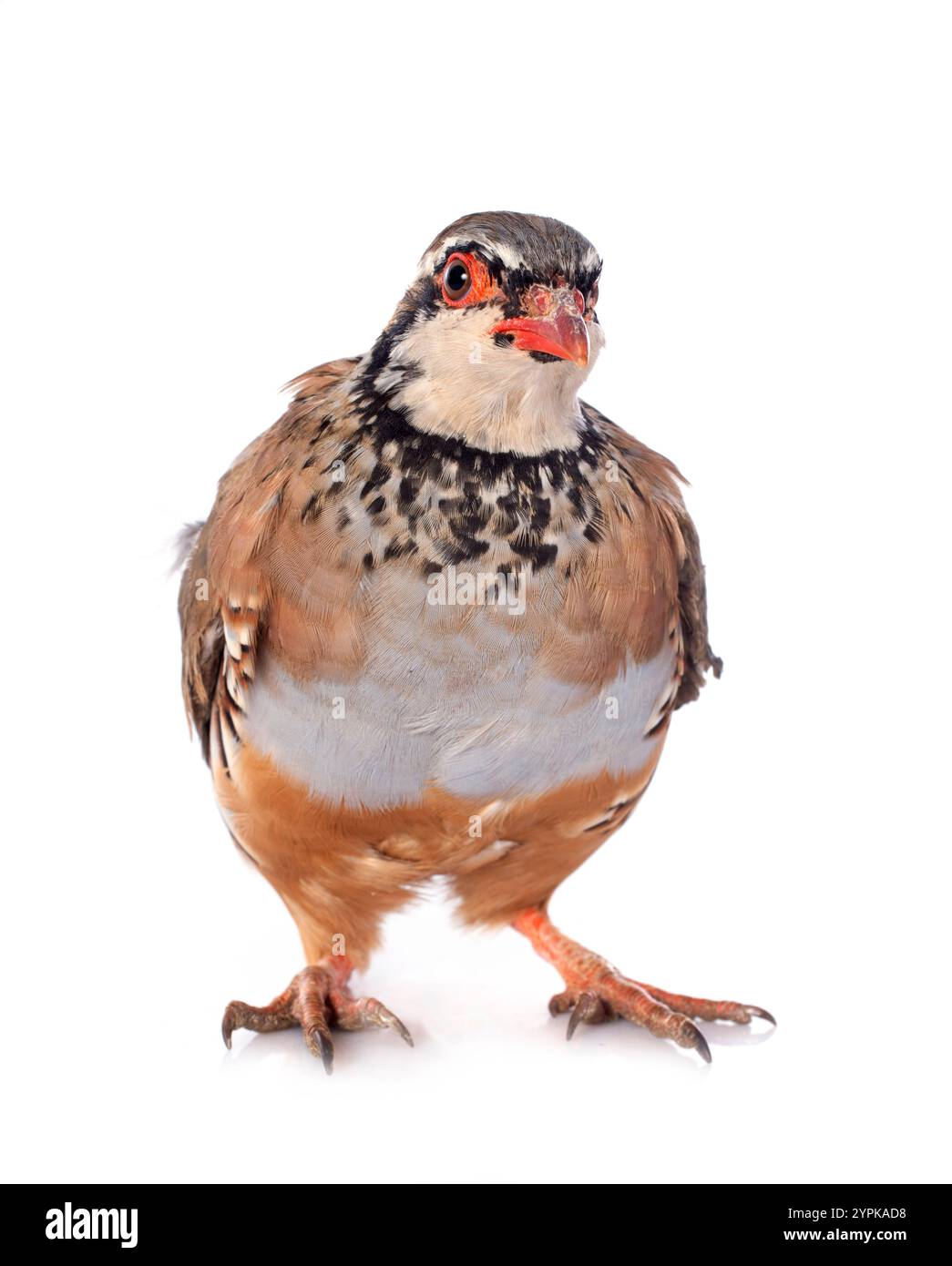 Red-legged Partridge, Français ou Alectoris rufa in front of white background Banque D'Images