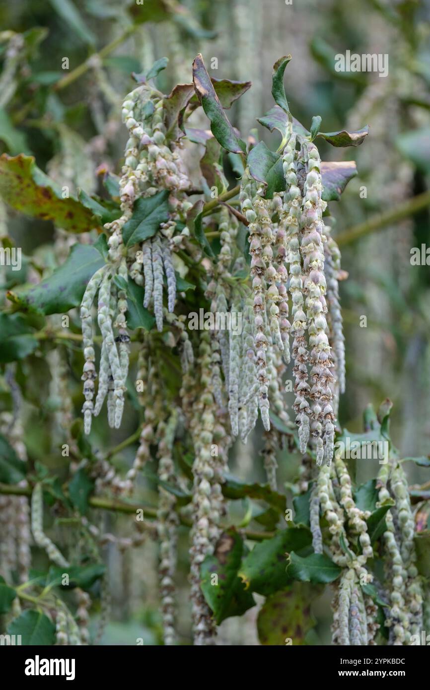 Garrya elliptica James Roof, pompon en soie James Roof, fleurs mâles, chatons gris-vert, printemps Banque D'Images