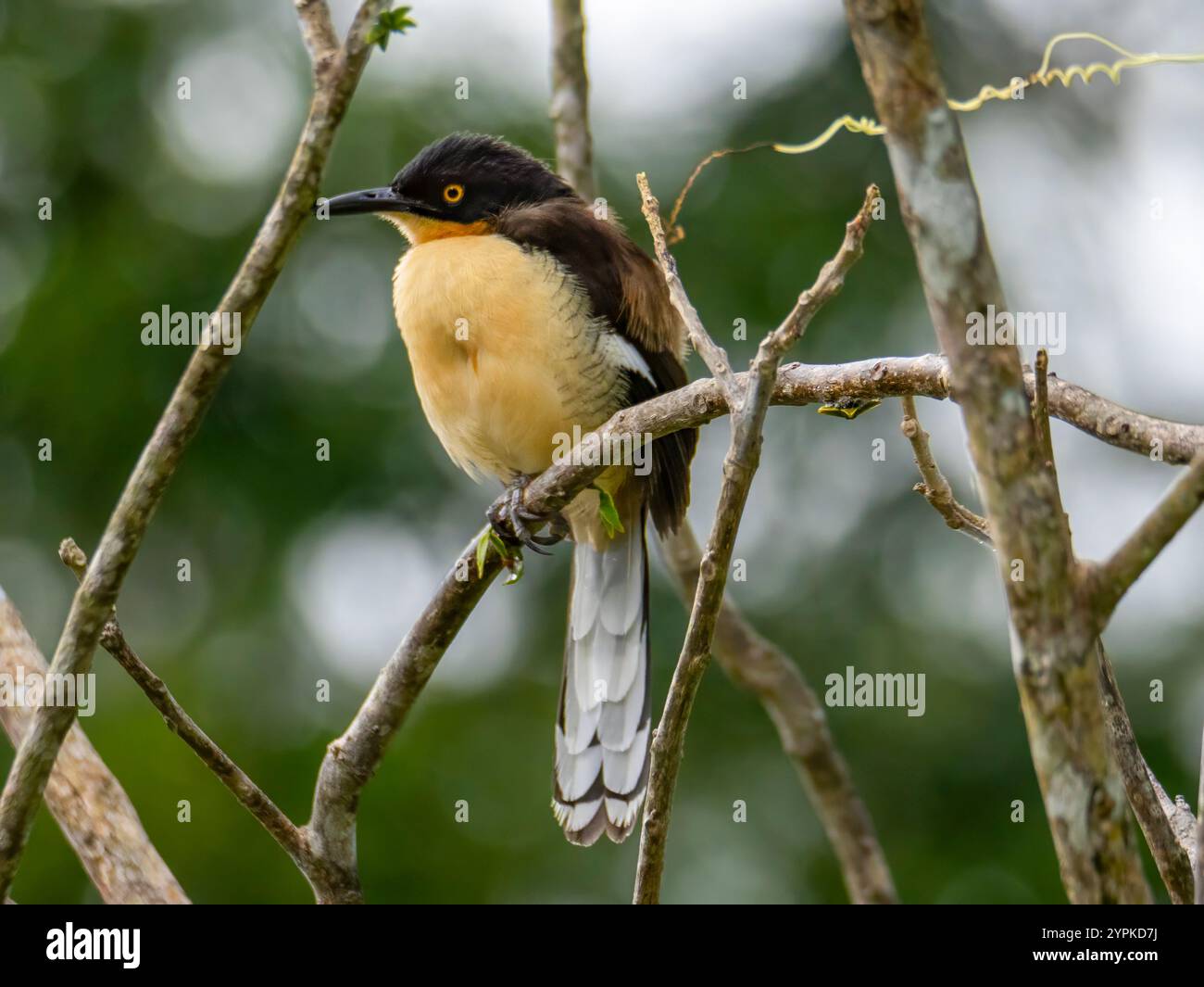 Un oiseau moqueur (Donacobius atricapilla). Photographié sur le Rio Purus, un affluent de l'Amazonie. Banque D'Images