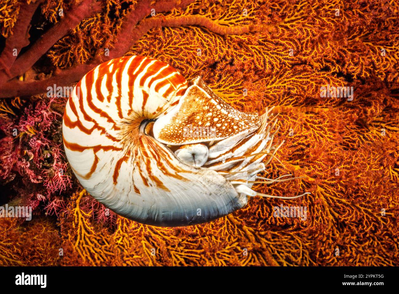 Le nautilus chambré, Nautilus pompilius, est un véritable fossile marin vivant, l'Indonésie. Ces thèses se trouvent dans le Pacifique occidental tropical et Indo-Pacif Banque D'Images